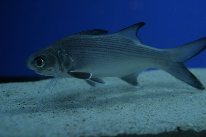 ツバメコノシロ 水族館ふりーく