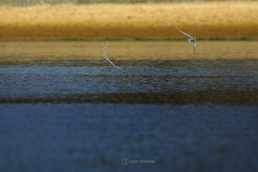 Little Terns in breaking time and flight_c0034905_17491394.jpg