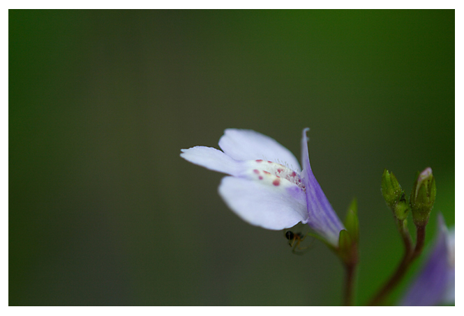 野の花　　　その4　（END)_e0077631_18171988.jpg