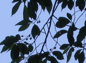 e0049740_1854114.jpg
