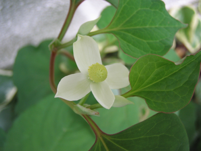 ドクダミの花は白い？_e0110940_1049402.jpg