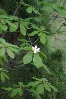 花たより_f0114346_21374285.jpg