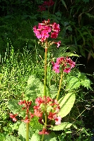 花たより_f0114346_2152377.jpg