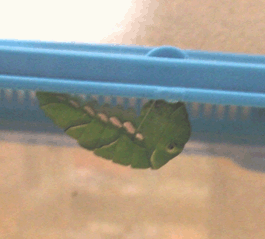 a0085647_20305841.gif