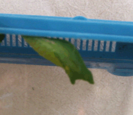 a0085647_20311350.gif