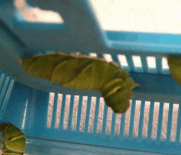 a0085647_20344319.gif