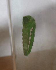 a0085647_2036339.gif
