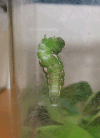 a0085647_20393652.gif