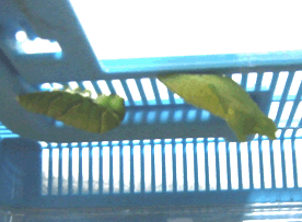 a0085647_20401861.gif