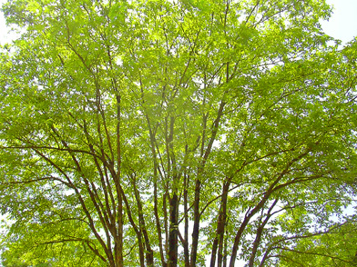 5月27日　初夏の赤城自然園　セゾンガーデンの花たち_a0001354_22493632.jpg