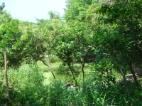 c0108460_1540514.jpg