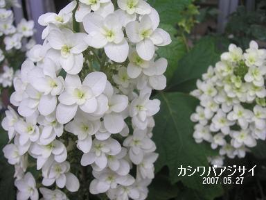 ベランダの花_d0006467_23441245.jpg