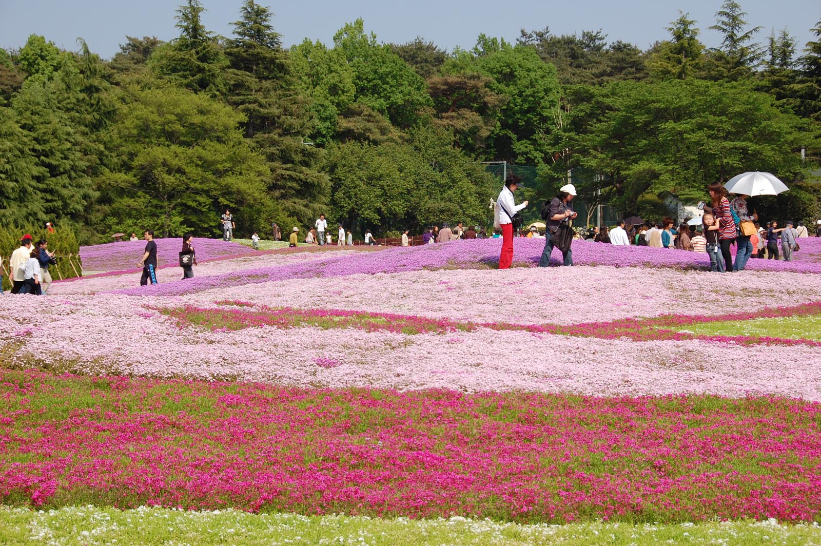 群馬県館林市・野鳥の森フラワーガーデン_e0071178_12393992.jpg