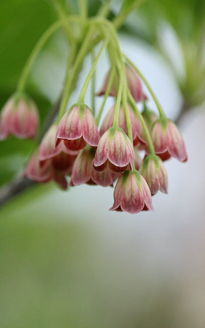 庭の花たち・１_c0112479_1054637.jpg