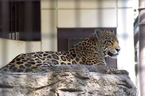 砥部動物園_b0052286_6464090.jpg