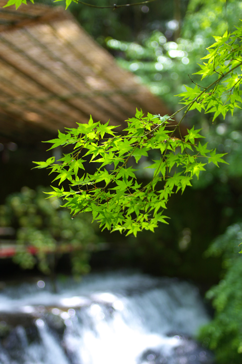 貴船の川床_e0051888_19233550.jpg