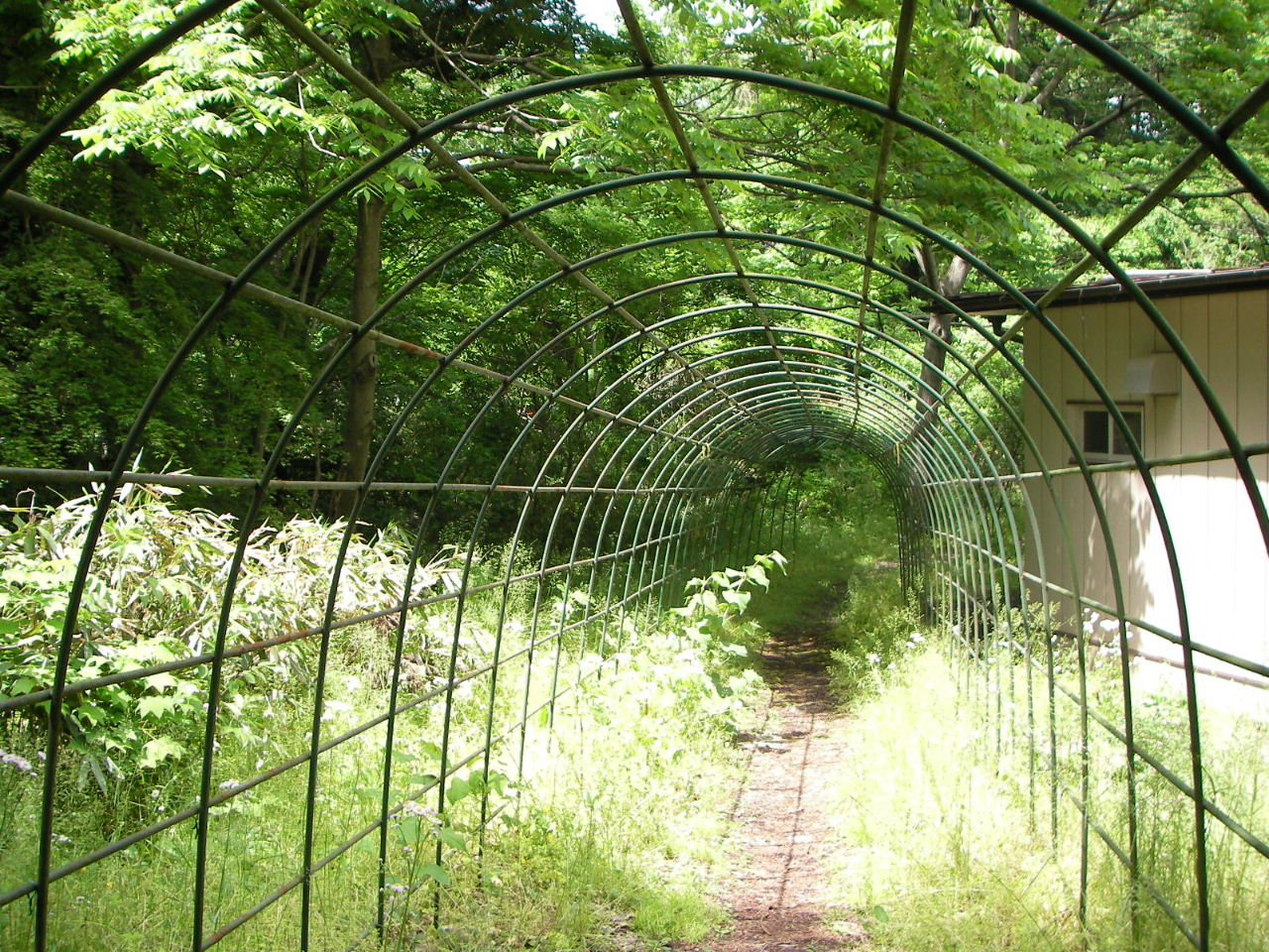 三太郎の小経 から東北大植物園へ ペンギンの足跡