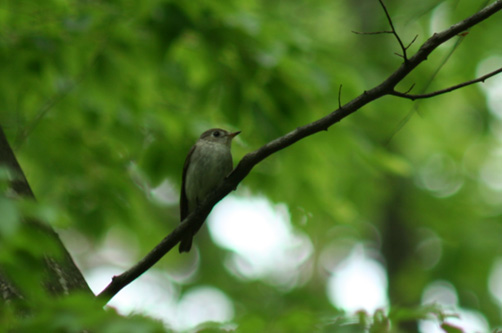 夏鳥が来たよ、たぶんコサメビタキだよ_a0024504_23321168.jpg