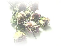 e0006910_1544226.jpg