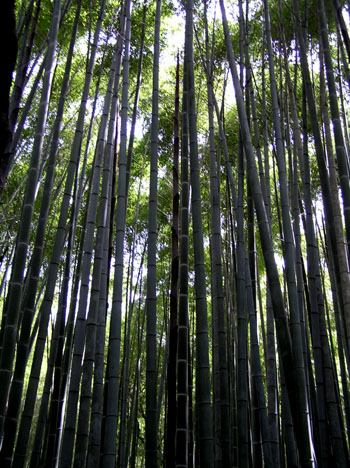 嵯峨野3　竹林の道_e0048413_21414284.jpg