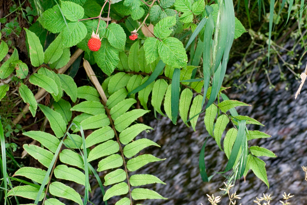 c0082219_2336264.jpg