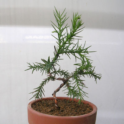 盆栽 杉2