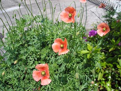 ナガミヒナゲシ 花 糸 ナガミヒナゲシ 花 糸
