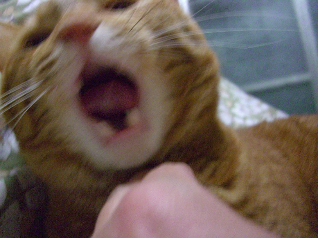 栗太郎の写真 栗太郎本舗 猫 栗太郎の写真 栗太郎本舗 猫