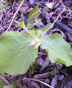 お花畑を通って下山しました。_c0089831_16195196.jpg