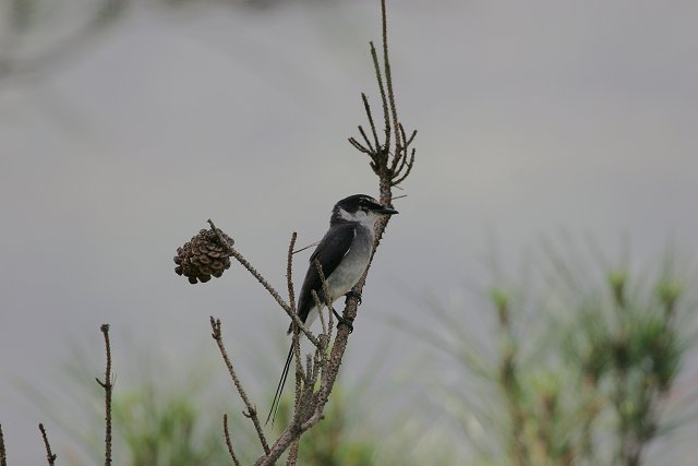 大川探鳥会の下見_a0080832_23584066.jpg