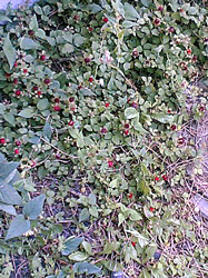 f0038336_19572675.jpg