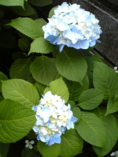 c0036138_2155657.jpg