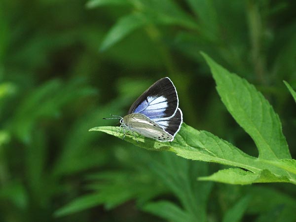 埼玉県南部のウラゴマダラシジミなど_c0045352_17145779.jpg