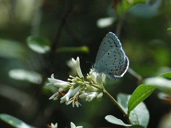 埼玉県南部のウラゴマダラシジミなど_c0045352_17154155.jpg