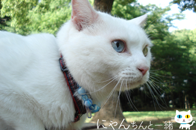 森と交信中_e0031853_13521623.jpg
