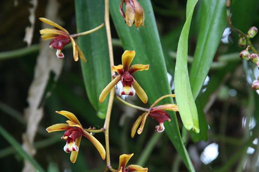 ラン科（Orchidaceae） : えるだまの植物図鑑