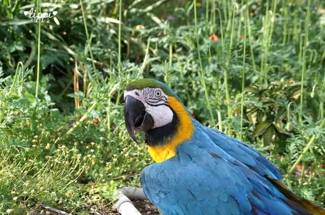 パイレーツ オブ カリビアン ワールド エンド 動物園でお散歩 パイレーツ オブ カリビアン ワールド エンド 動物園でお散歩