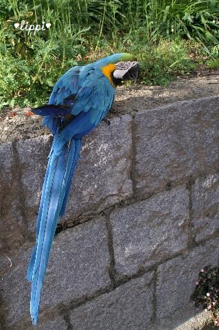 パイレーツ オブ カリビアン ワールド エンド 動物園でお散歩 パイレーツ オブ カリビアン ワールド エンド 動物園でお散歩