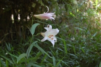 c0108460_17524962.jpg