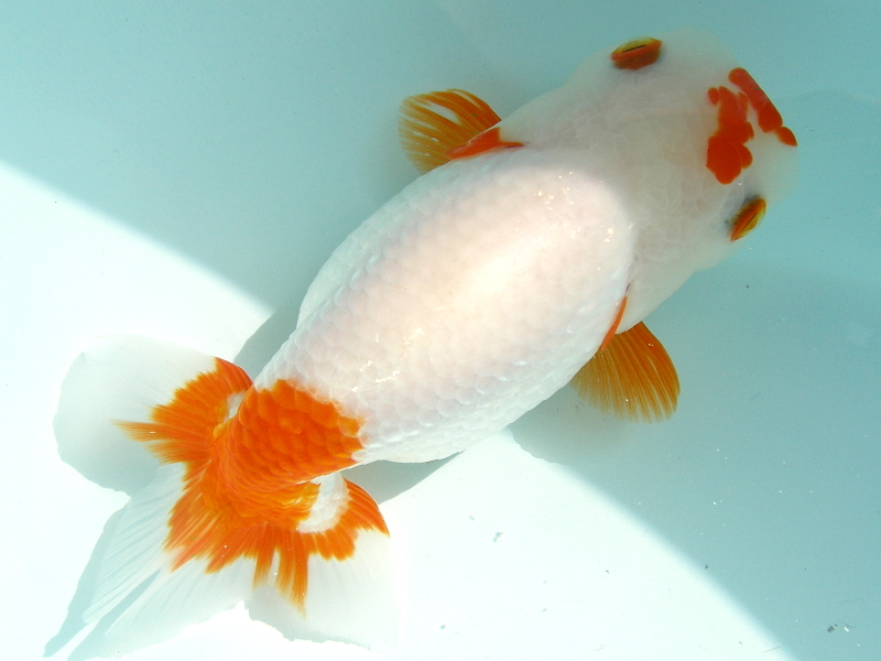 金魚一道ブログ 金魚一道ブログ