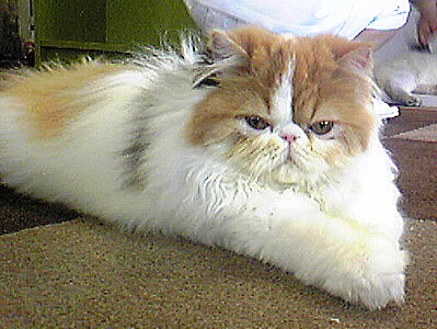 c0024265_1471535.jpg