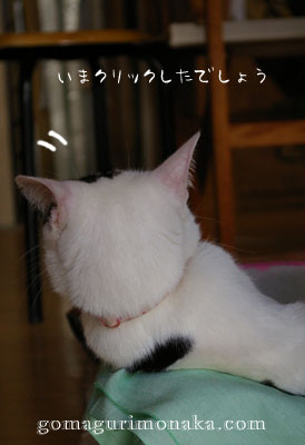 猫メイドカフェきなこ編とのせかぶ新隊員_a0064067_23231082.jpg