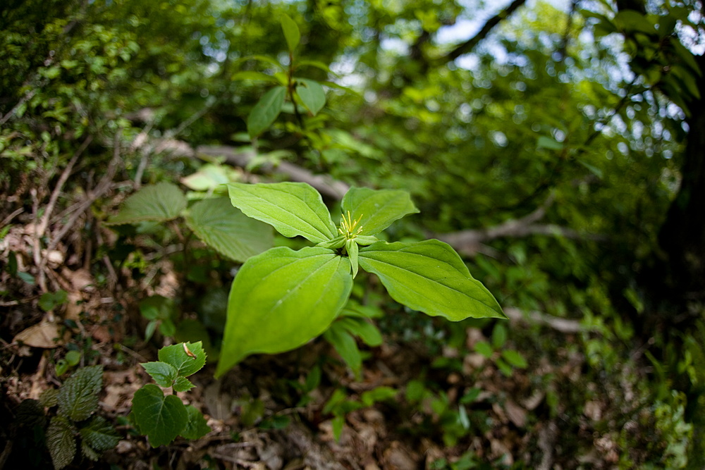 比婆山の花・毛無山の二_e0015567_18313657.jpg