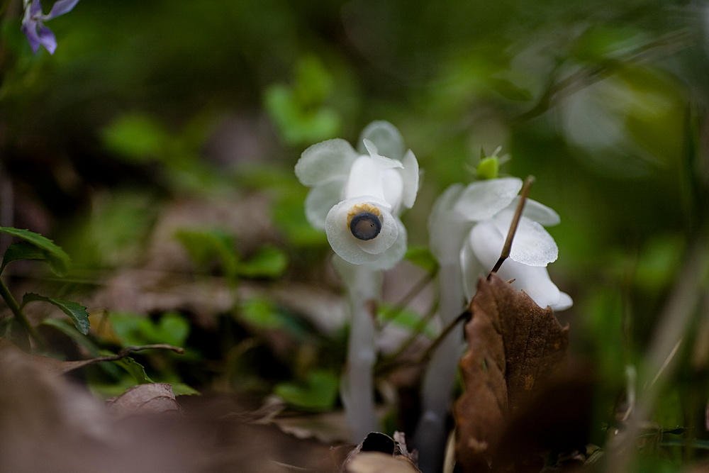 比婆山の花・毛無山の二_e0015567_183321.jpg