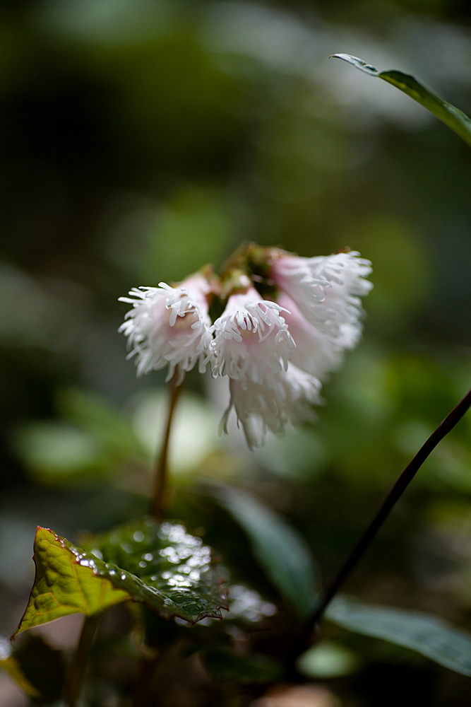 比婆山の花・毛無山の二_e0015567_18333228.jpg