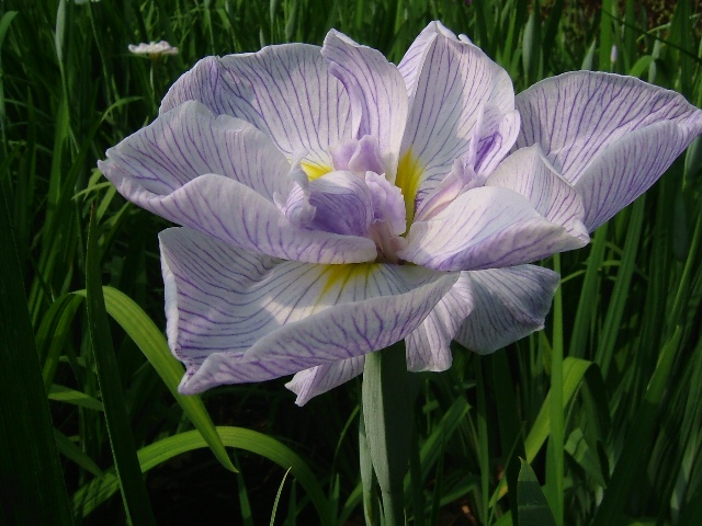 大村公園の花菖蒲_e0101769_20422077.jpg