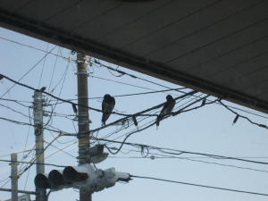 つばめ_b0016474_0421922.jpg