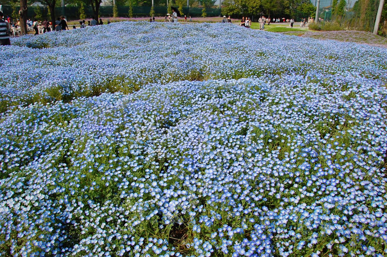 群馬県館林市・野鳥の森フラワーガーデン_e0071178_5261651.jpg