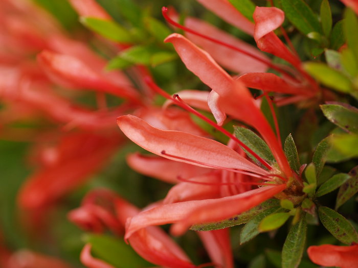 花。。_c0116915_21512227.jpg