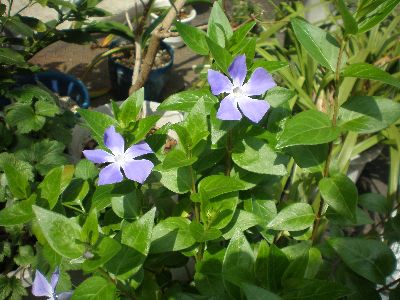 むらさきつる草 道端の草花